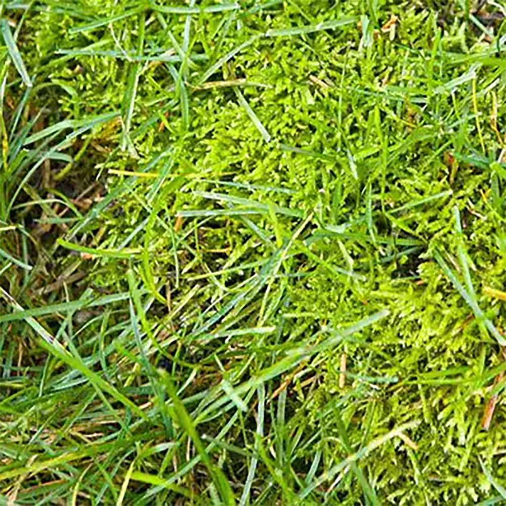 Image of moss in lawn<br />
