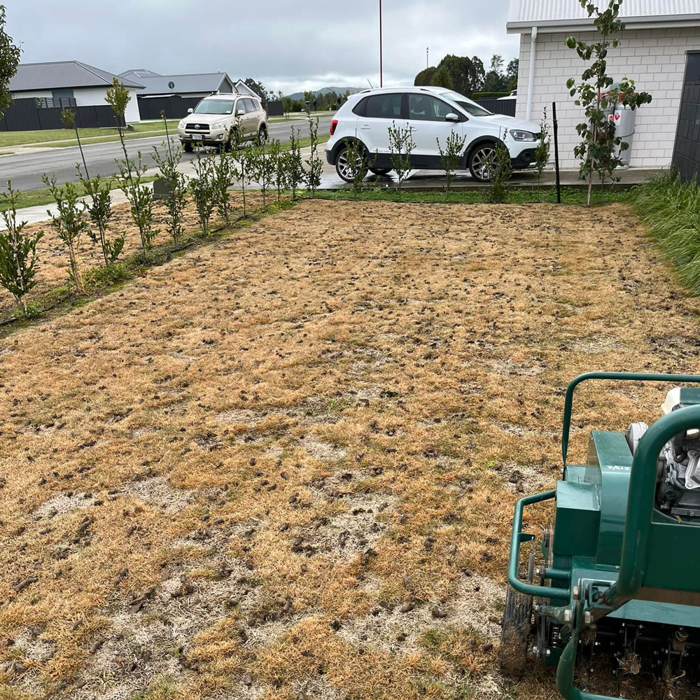 Picture of a freshly aerated lawn in Masterton, Wairarapa