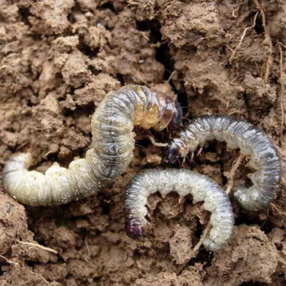 Grub Spraying Image